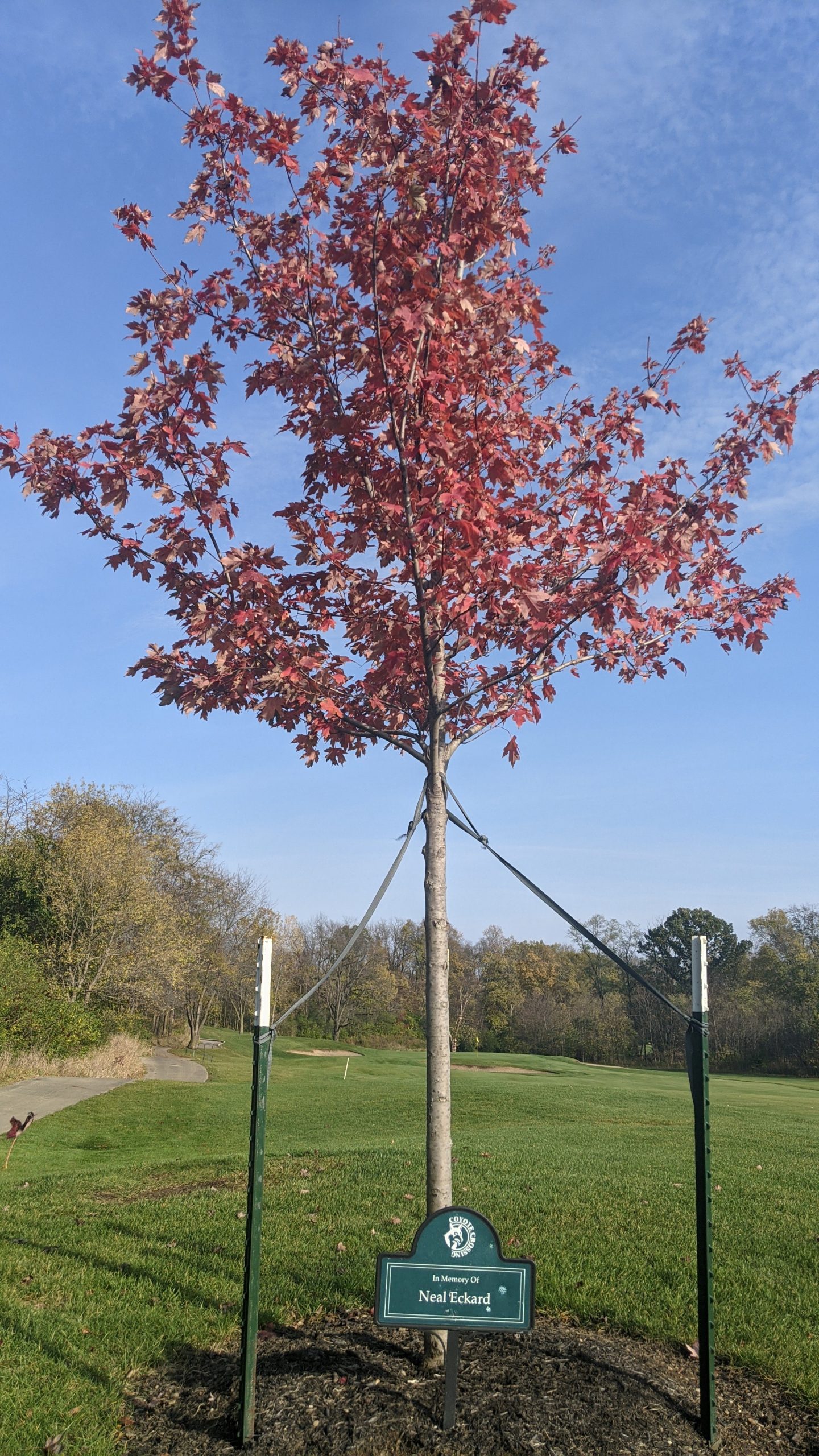 memorial tree